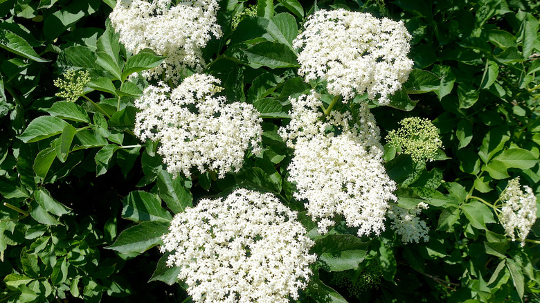 Dainty white flower clusters bloom on an elderberry bush