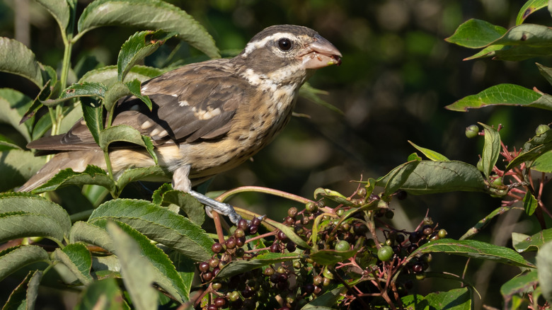 Close up of an immature rose-breasted grosbeak feeding on elderberries