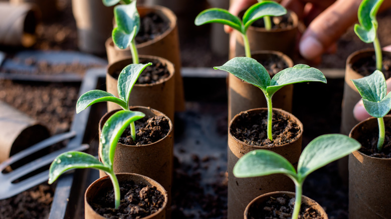 Close-up of vegetable seedlings growing in cardboard tube planters