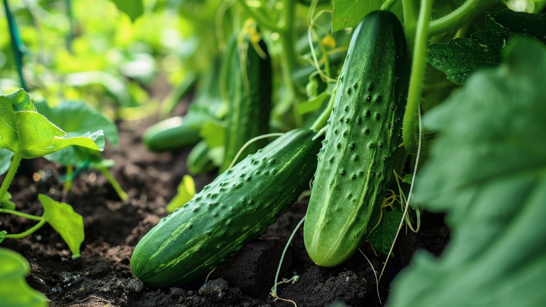 green cucumbers growing in a garden