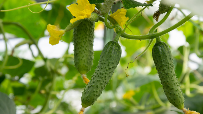 small cucumbers and flowers growing in a garden