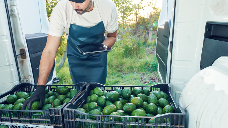 Worker checking crates of avocados