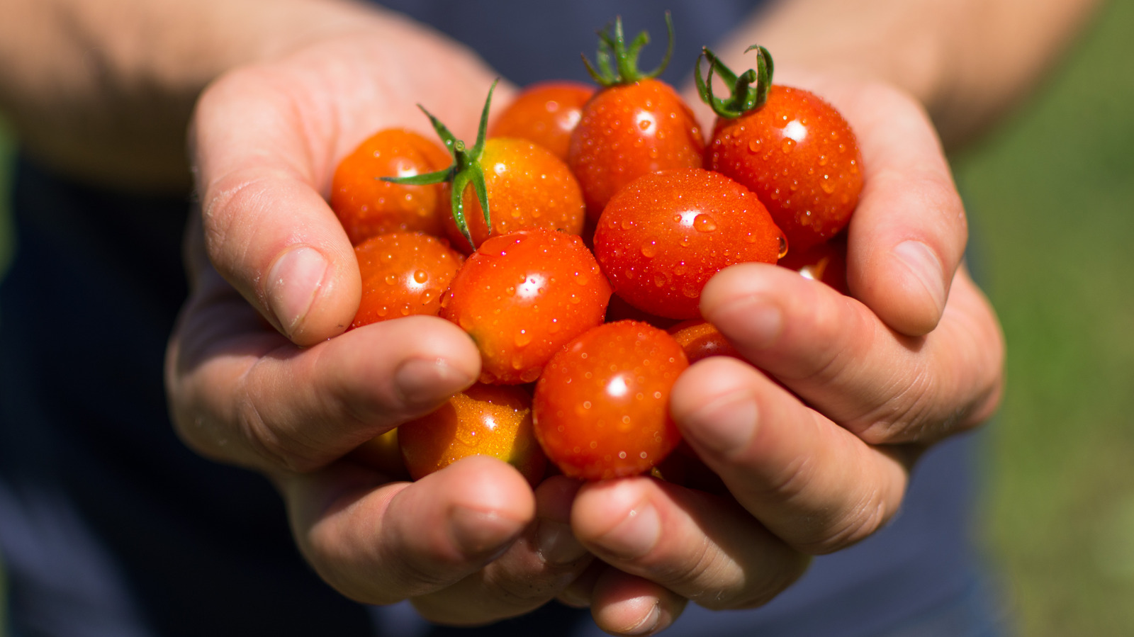This Viral TikTok Will Help You Make The Best Tomato Confit