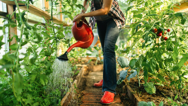 A person waters tomato plants