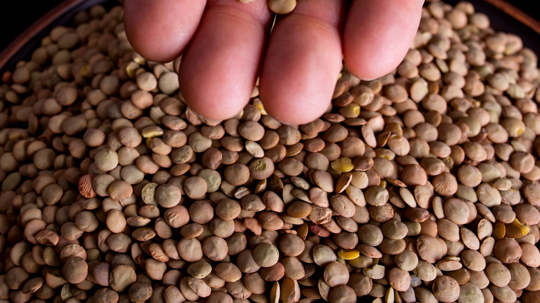 Hand holding raw lentils