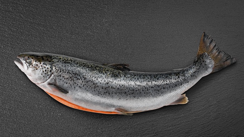 Whole salmon on grey background
