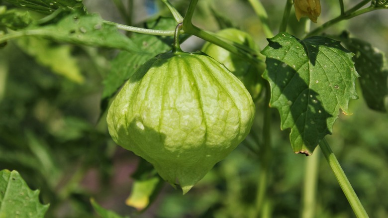 Tomatillo hanging on the vine
