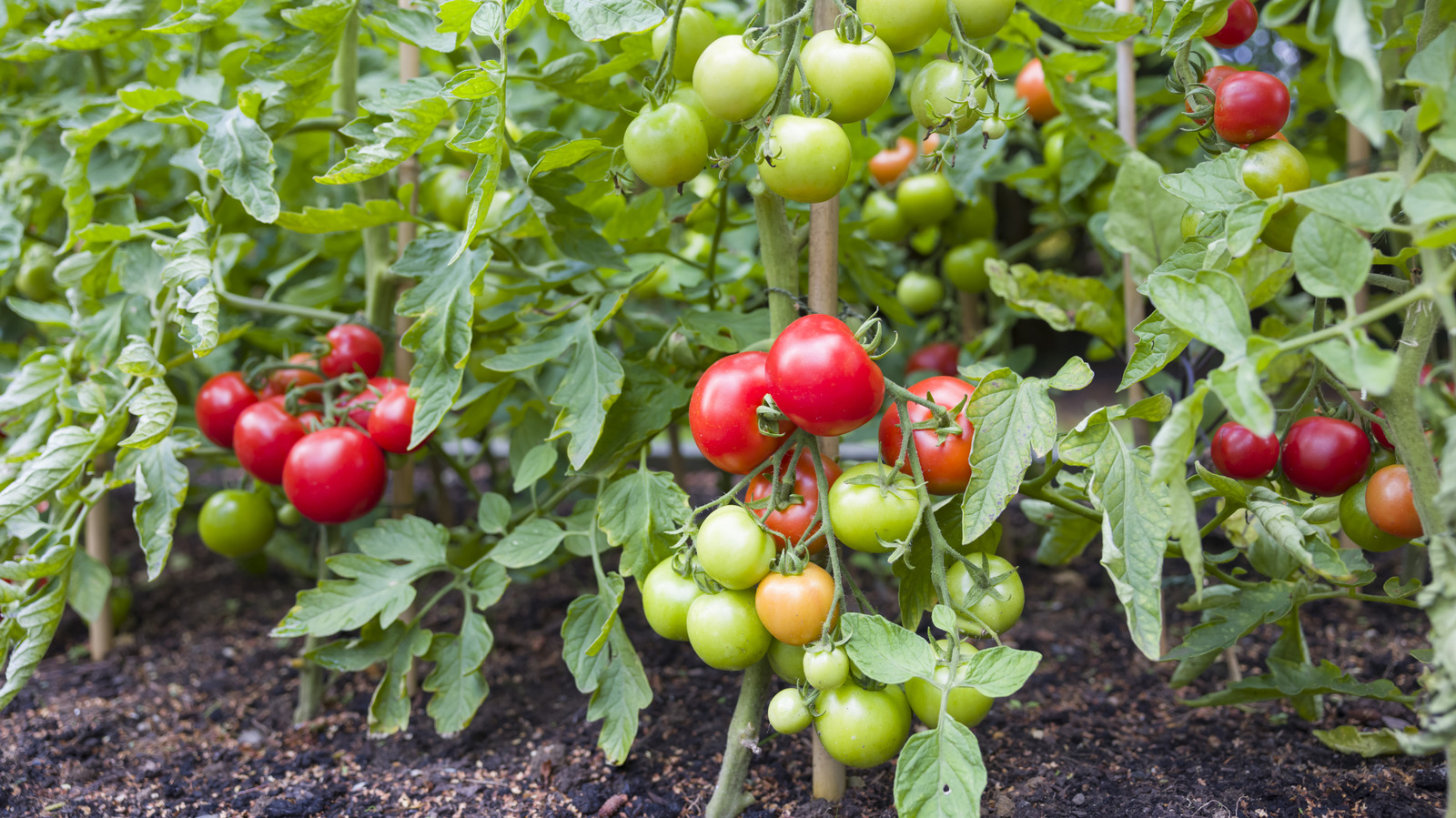 Tomato Plants Thrive When You Follow This Stem-Burying Rule
