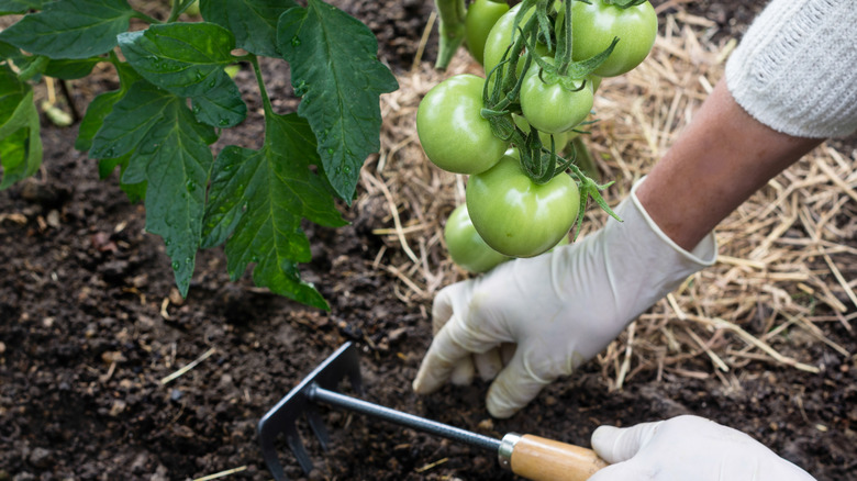 Mulching tomato plants in garden