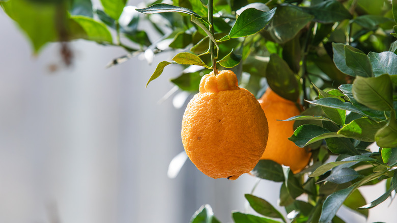 Two Dekopon mandarins hanging from tree.