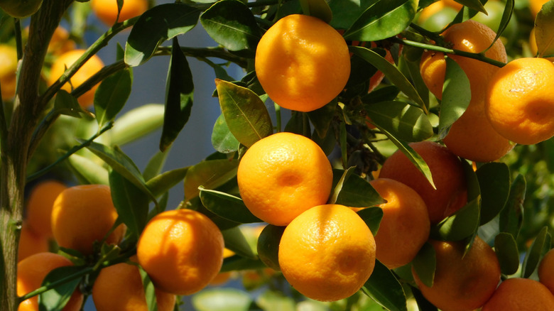 Kishu mandarins on tree.