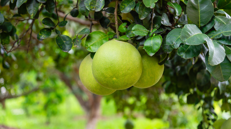 Three pomelos hanging from tree.