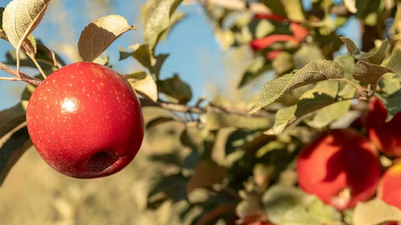 SugarBee apples on tree.