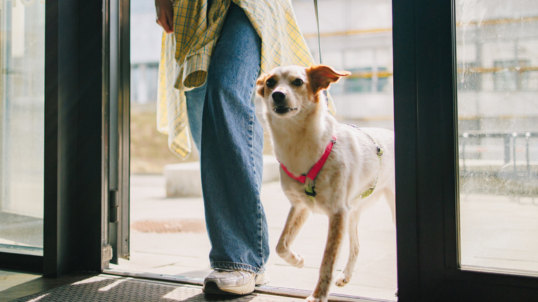 woman's legs stepping through door with dog