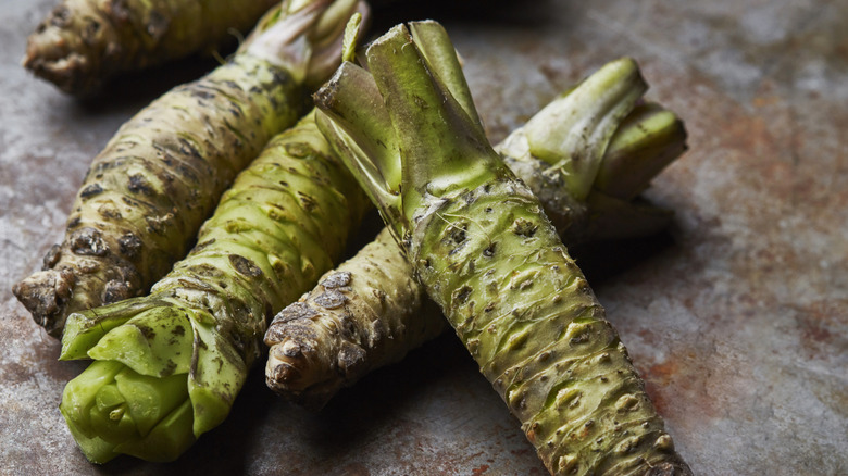 fresh raw wasabi roots