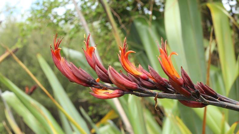 red orange yellow flowering flax