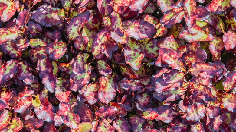 colorful red green purple leaves