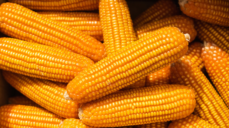 golden yellow corncobs