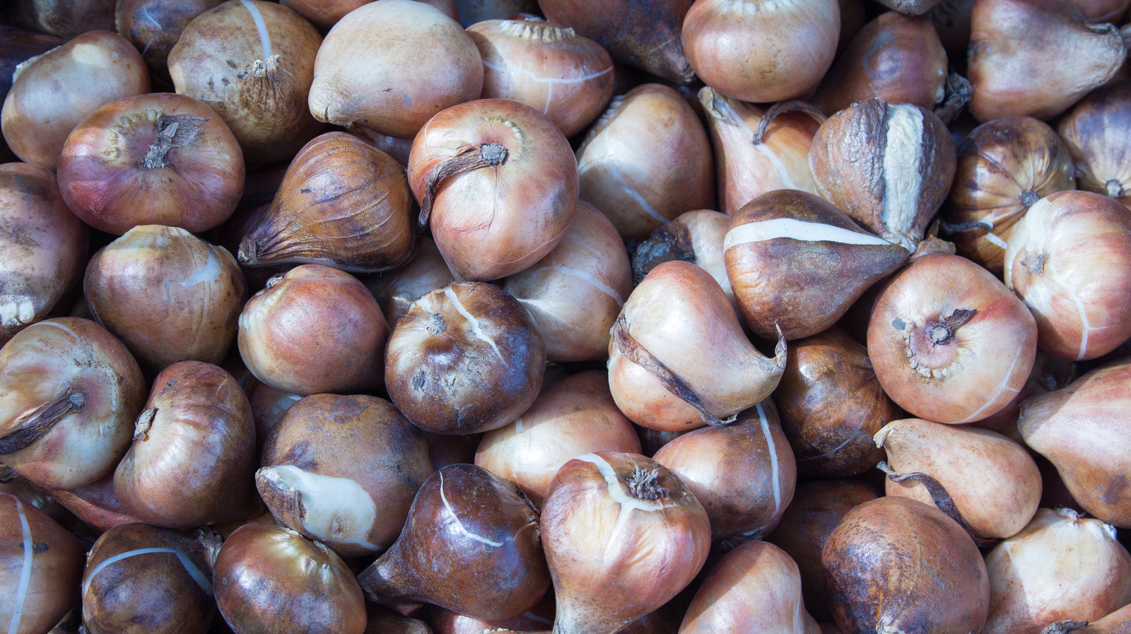 Tulip Bulb Fries Represent Both Famine And Excess