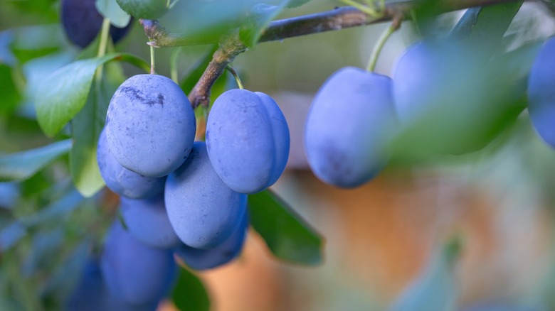 Blue plums hanging from a tree branch