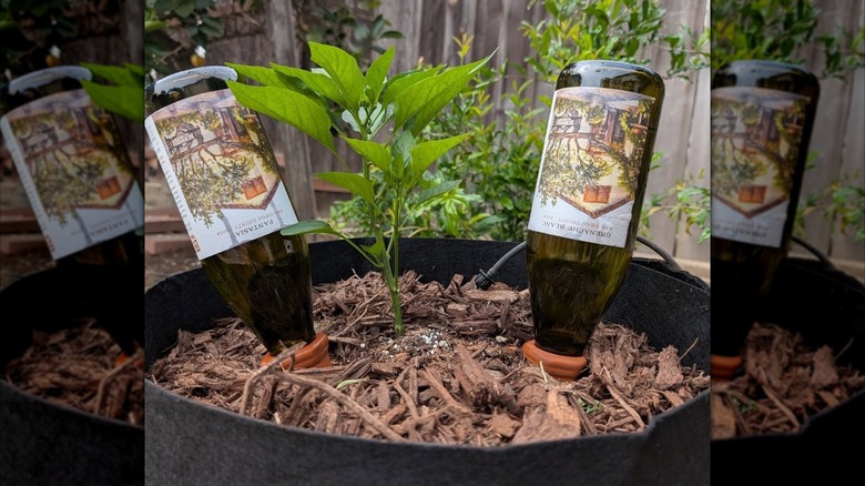 Two wine bottles upside down in a planter to water a small plant