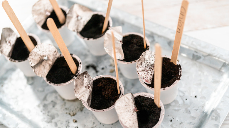 K-Cup seed starters with labelled popsicle sticks on plastic tray