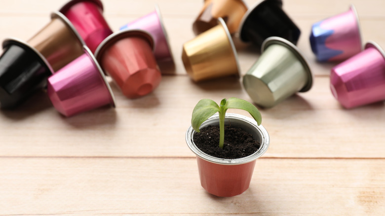 Nespresso capsule with seedling in front of other capsules