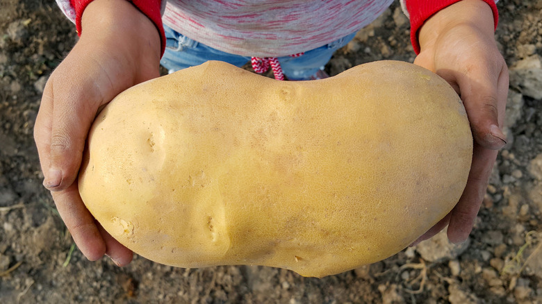 A farmer holding a large potato 