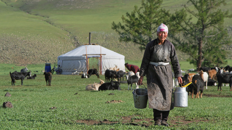 mongol woman milking goats