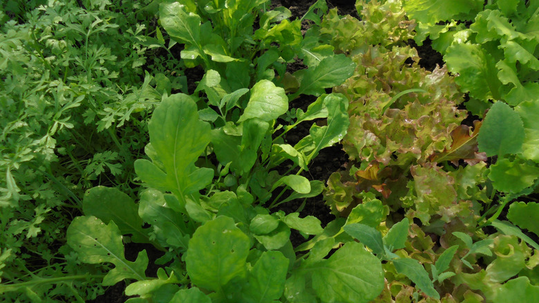 different kinds of lettuce