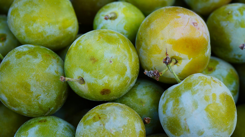 12 Types Of Plums And What Makes Them Unique