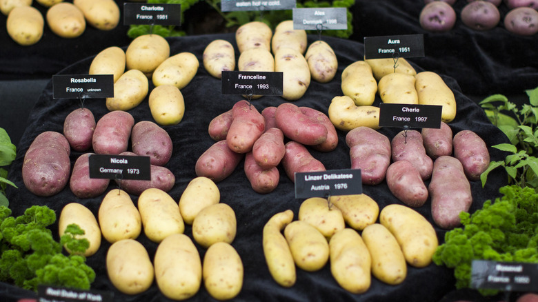 Different potato varieties on display 