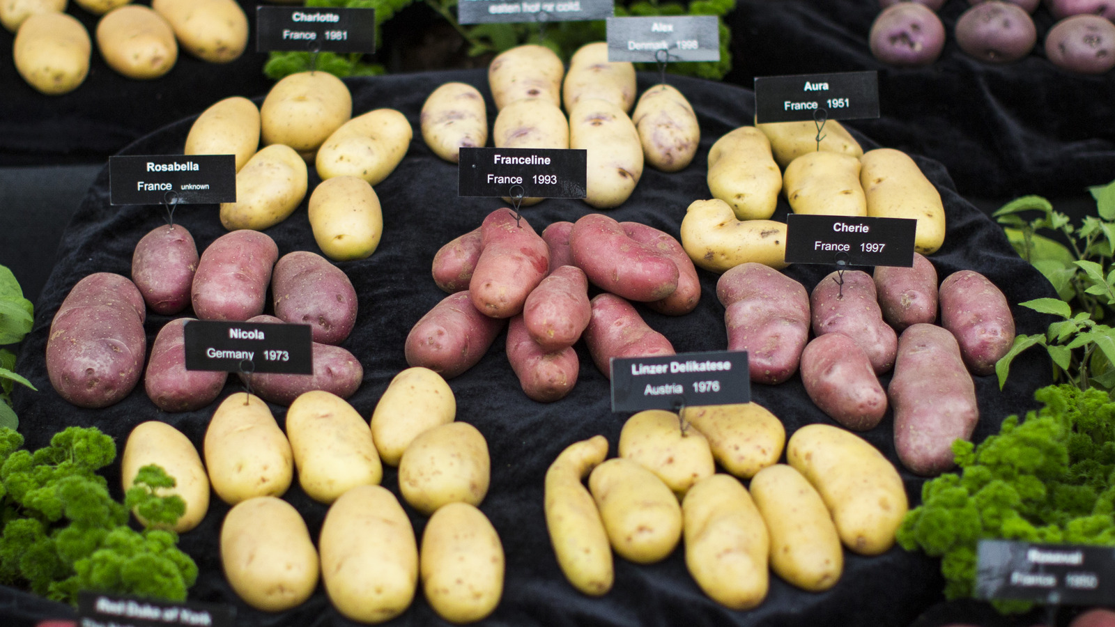 There's a New Type of Potato in Stores That's So Creamy You Don't