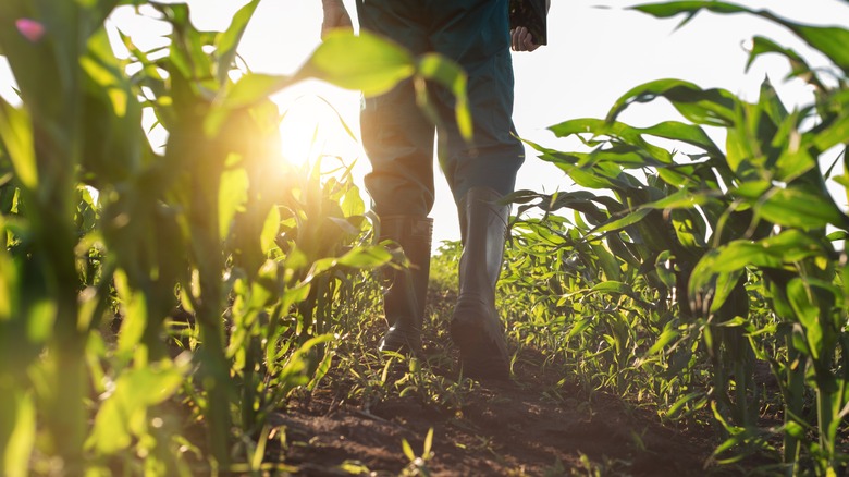 Farmer walks through corn field