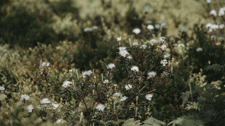 Labrador tea plant with white flowers blooming
