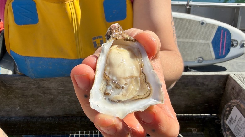 Close-up of hand holding shucked oyster
