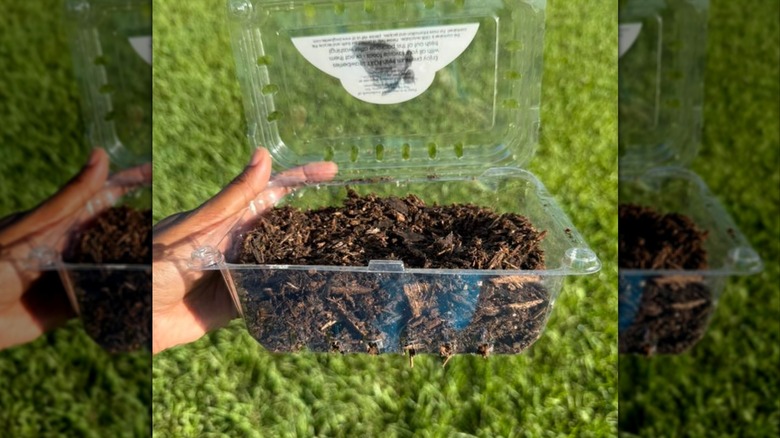 Plastic fruit container used for seedlings