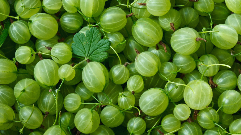 Background of fresh gooseberries