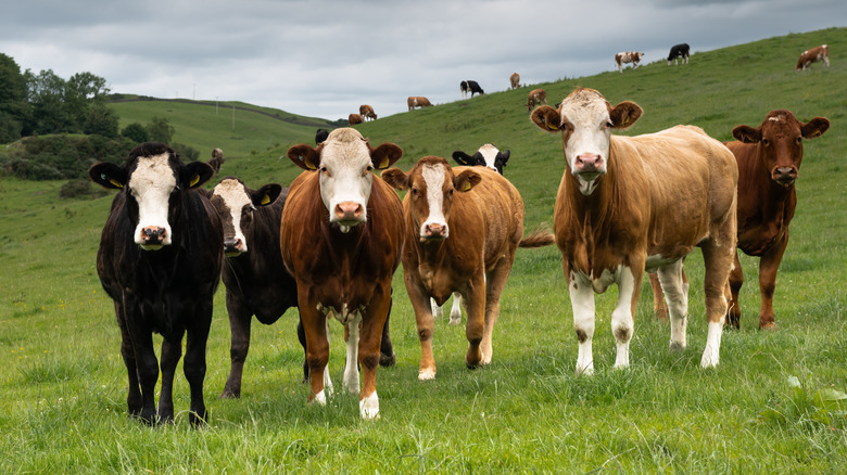 Group of beef cattle standing in a field