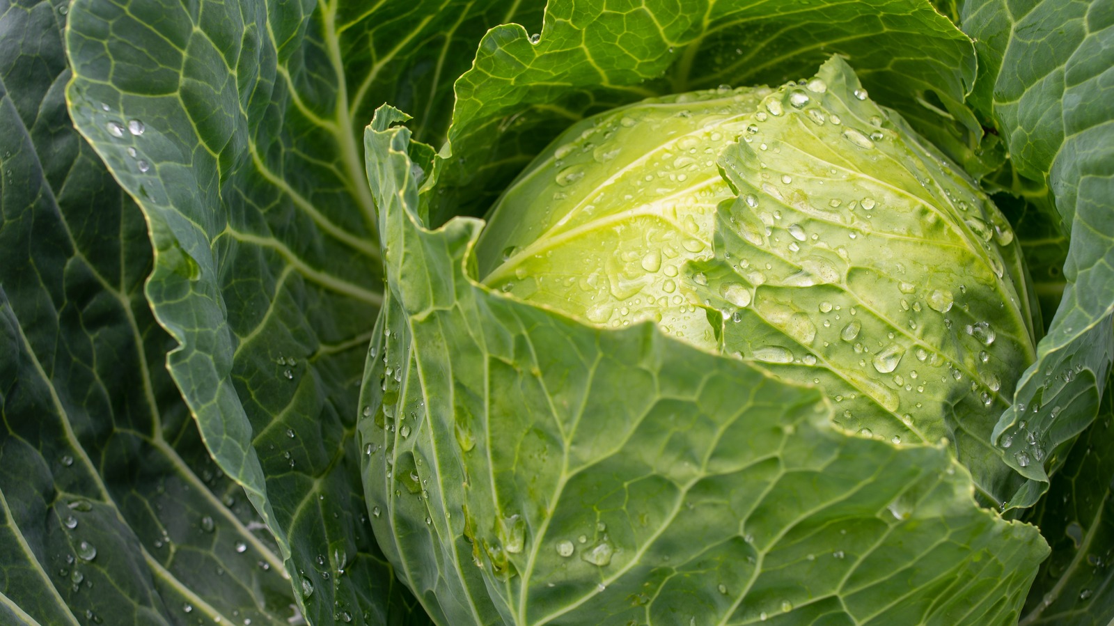 Use The Freezer To Separate Cabbage Leaves More Easily