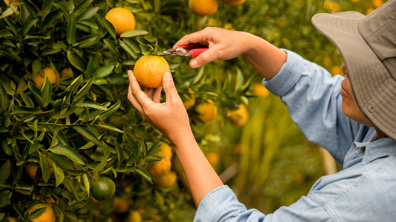 Woman using clippers to pick orange off tree
