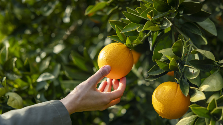 Hand picking orange from tree