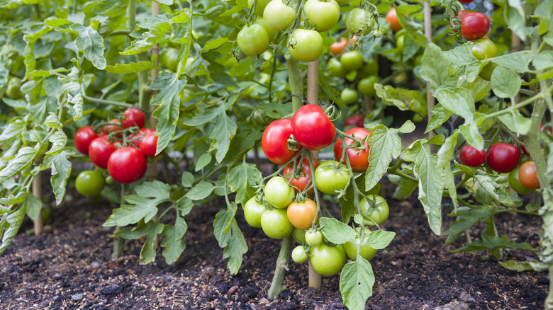 Tomato plants are growing in the ground with many fruits on them.