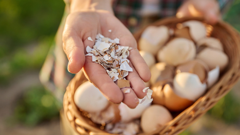 Small eggshells in a palm, with larger shells in the blurred background