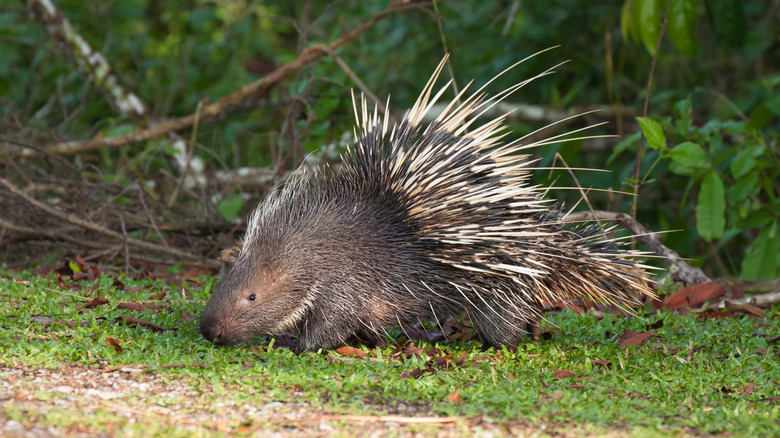 porcupine on the grass