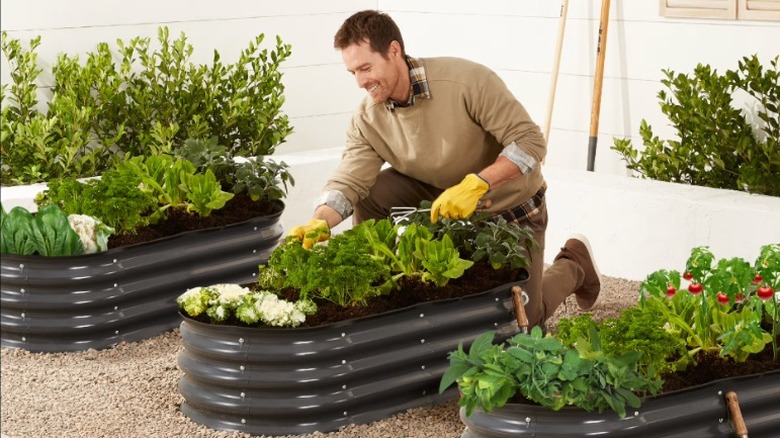 Man planting veggies in the Best Choice Products Outdoor Raised Metal Oval Garden Beds