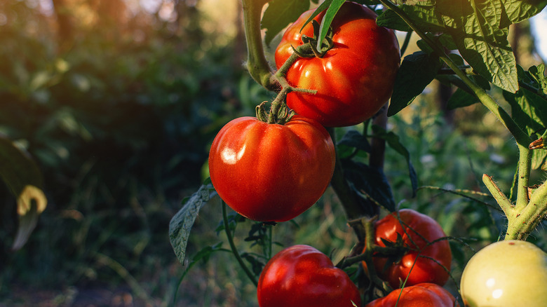 Ripe, juicy tomatoes hanging off a green vine