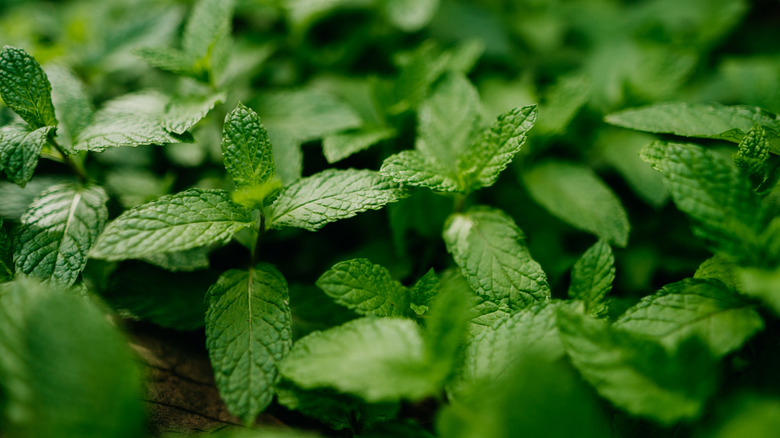 Green fresh mint growing in garden