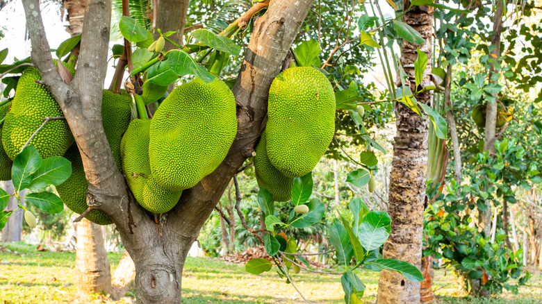 unripe jackfruit on tree