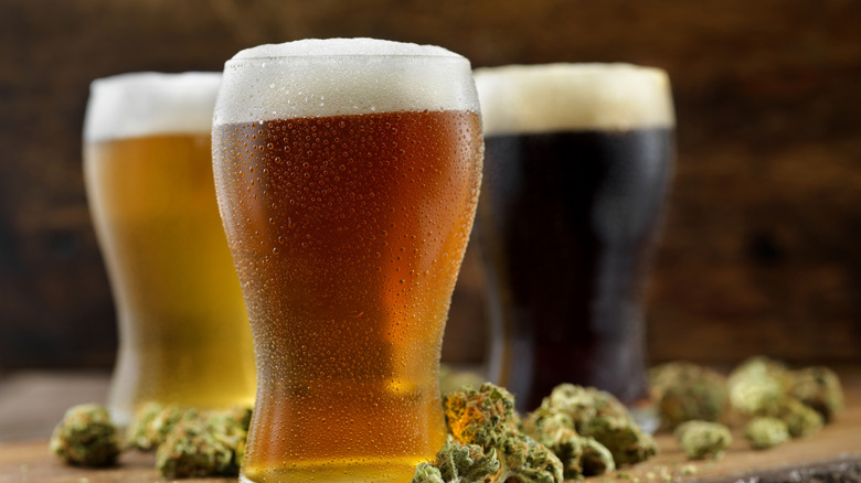 Three pints of beer of various styles on a table alongside hops.